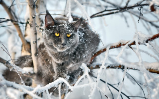 Cat yellow eyeshadow snow tree - surrealism free wallpaper