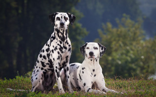 Dalmatian dogs grass outdoors precisionism - the grass together free wallpaper
