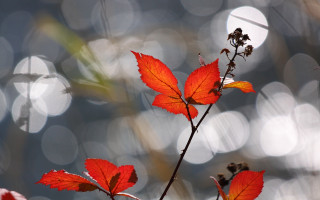 Red leaves macro bokeh fog - the surface free wallpaper