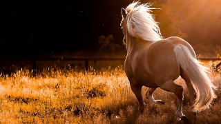 Horse running field grass night - a horse free wallpaper for desktop