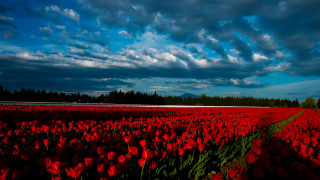 Red flower field cloudy sky - a line of trees free wallpaper