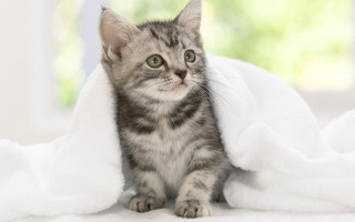 Small kitten white blanket curious - a curious look free wallpaper