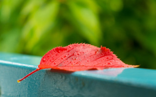 Red leaf water droplets blue - a red leaf free wallpaper