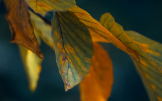 Leaf yellow green back blue - a close up of a leaf free wallpaper
