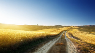 Dirt road field bright sun 2 - a dirt road in a field free wallpaper