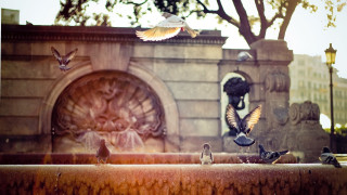 Flock birds fountain park statue - a flock of birds free wallpaper
