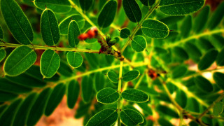 Green leaf macro bokeh blurry - a green leaf free wallpaper