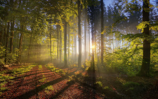 Sunbeam forest trail light nature - volumetric light free wallpaper