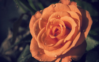 Yellow rose water droplets macro 2 - a yellow rose free wallpaper