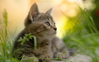 Kitten in grass looking up - a blurry background of the grass free wallpaper