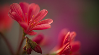 Pink flower closeup blurry background 14 - a pink flower free wallpaper