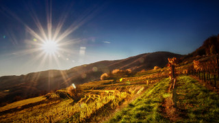 Giraffe greenhills mountains sunlight lake - a giraffe free wallpaper