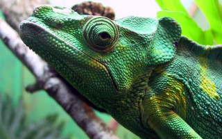 Green chameleon branch tree camera 2 - a green chamelon free wallpaper