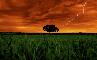 Tree lightning red sky dusk - a lightning bolt in the sky above free wallpaper