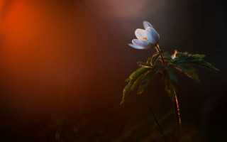 Small white flower green stem - soft light free wallpaper