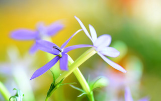 Purple flower macro blurry background - focus free wallpaper