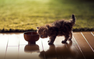 Kitten eating bowl tiltshift blurry - a bowl of water free wallpaper