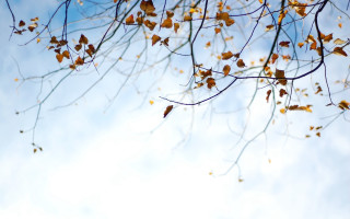 Tree leaves blue sky autumn 2 - yellow leaf free wallpaper
