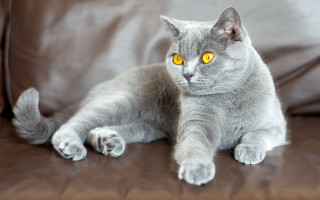 Gray cat yellow eyes couch 2 - a gray cat free wallpaper for desktop
