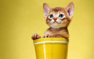 Kitten yellow cup yellow background - pop art free wallpaper