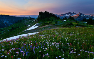 Mountain sunset wildflowers river forest - mountain in the background free wallpaper