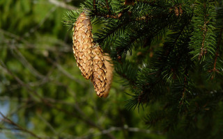 Pine cone branch needles blue - end free wallpaper