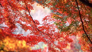 Red tree autumn leaves fire - the fall season free wallpaper