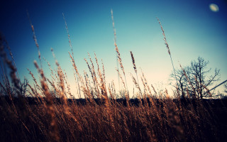 Field trees grass night sky - claire hummel free wallpaper