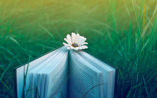 Book flower grass bamboo forest - a book free wallpaper