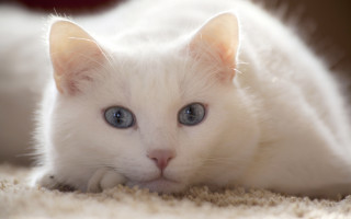 White kitten blue eyes curious 3 - a white kitten free wallpaper