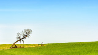 Lone tree grassy field fence - in the foreground free wallpaper for desktop