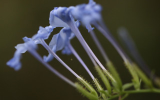Blue flower closeup green stem - a green stem free wallpaper