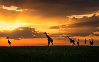 Giraffes sunset field clouds wildlife - the sun setting behind them free wallpaper for desktop