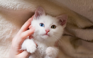 White kitten blue eyes held - a persons hand free wallpaper