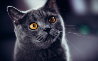 Gray cat yellow eyes serious 10 - its face and chest free wallpaper