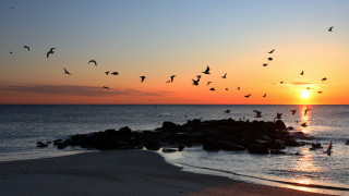 Birds flying water sunset horizon - over the water free wallpaper