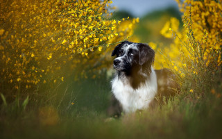 Dog flower field blue sky - a field of flowers and grass free wallpaper