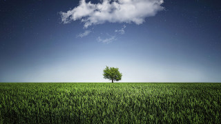 Lone tree field cloudy sky 25 - a lone tree in a field under a cloudy sky free wallpaper