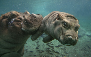 Hippo fish water magic realism - fish free wallpaper