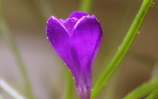 Purple flower water droplets green 7 - green stem free wallpaper for desktop