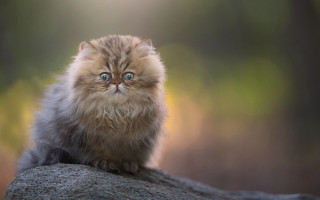 Fluffy cat rock surprised big - top of a rock free wallpaper
