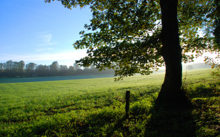Tree field blue sky foggy - a foggy sky in the background free wallpaper