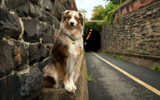 Dog wall tunnel road portrait - a wall free wallpaper