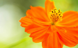 Bright orange flower yellow center - a yellow center in the center of the flower free wallpaper