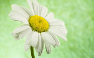 White daisy yellow center green - white background free wallpaper