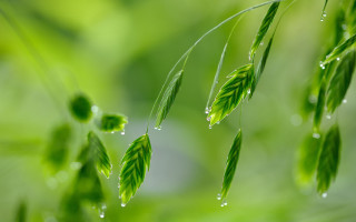 Green plant water drops macro 2 - art green free wallpaper