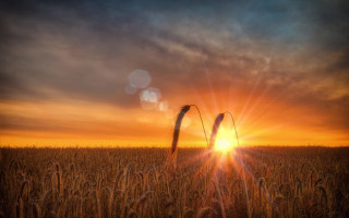 Wheat field sunset clouds matte - a field of wheat free wallpaper for desktop
