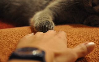 Petting cat remote control bed - remote free wallpaper