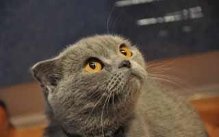 Gray cat yellow eyes blurry 2 - a blue wall free wallpaper for desktop