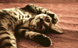 Cat back rug eyes tongue - tongue free wallpaper